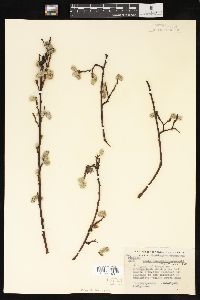 Salix scouleriana image