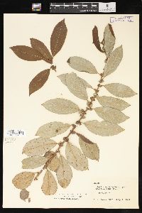 Salix scouleriana image