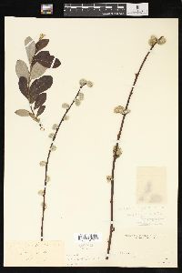 Salix scouleriana image