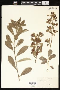 Salix scouleriana image