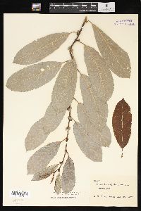 Salix scouleriana image