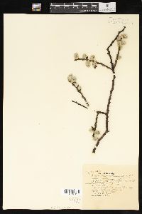 Salix scouleriana image