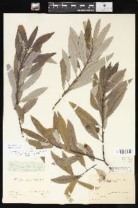 Salix sericea image