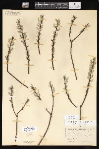 Salix sericea image