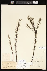 Salix sericea image