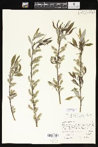 Salix sericea image