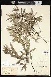 Salix sericea image