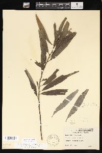 Salix sericea image