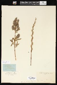 Salix sericea image