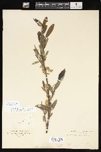 Salix sericea image