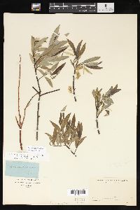 Salix sericea image