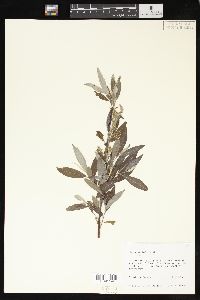 Salix sericea image