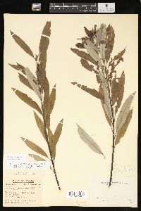 Salix sericea image