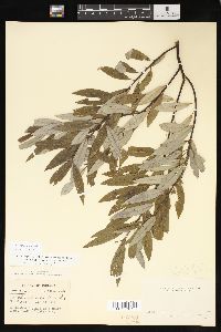 Salix sericea image