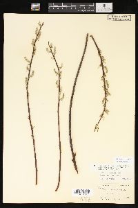 Salix sericea image