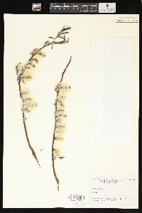 Salix sericea image