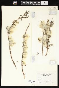 Salix sericea image