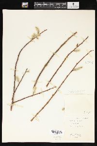 Salix sericea image