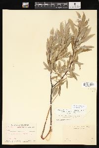 Salix sericea image