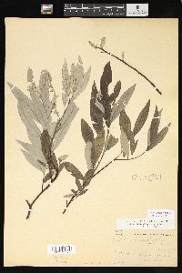 Salix sericea image