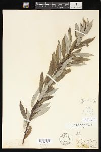 Salix sericea image