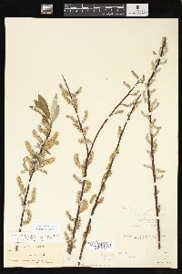 Salix sericea image