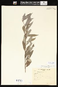 Salix sericea image