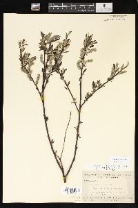 Salix sericea image