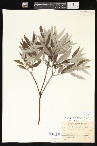 Salix sericea image