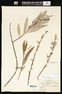 Salix sericea image