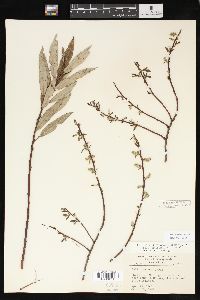 Salix sericea image