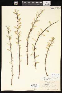 Salix sericea image