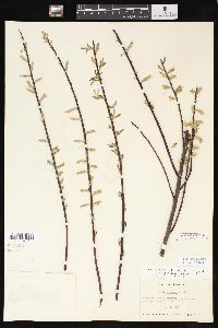 Salix sericea image