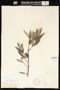 Salix sericea image