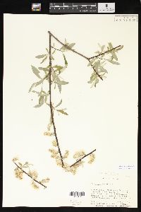 Salix sericea image