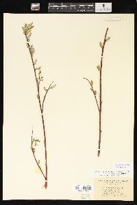 Salix sericea image