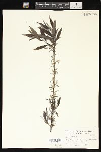 Salix sericea image