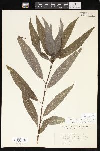 Salix sericea image