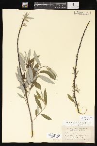 Salix sericea image