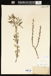 Salix sericea image