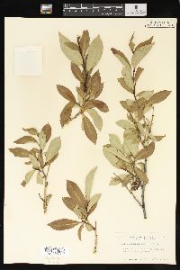 Salix serissima image