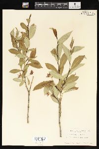 Salix serissima image