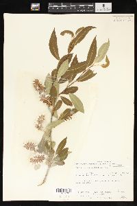 Salix serissima image