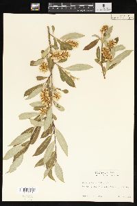 Salix serissima image