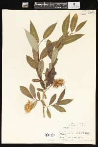 Salix serissima image