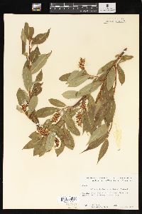 Salix serissima image