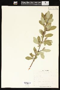 Salix serissima image