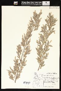 Salix sessilifolia image