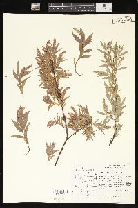 Salix sessilifolia image