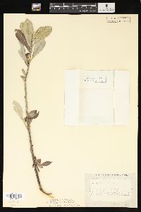 Salix sitchensis image